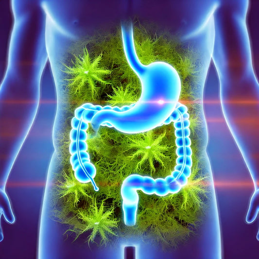 Sea Moss: The Ultimate Superfood to Revolutionize Your Immunity and Gut Health