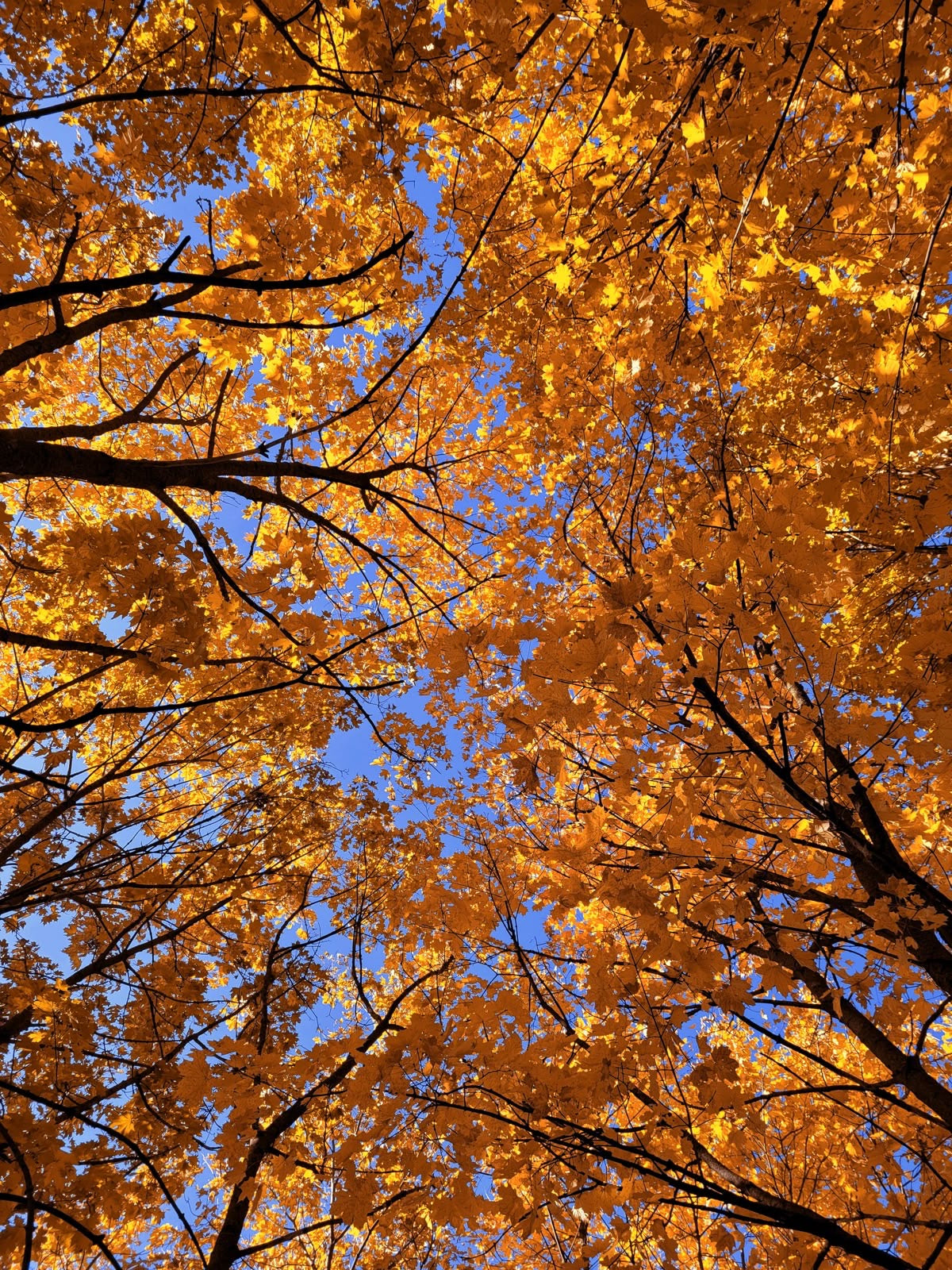 Falling Into Ritual: Welcoming a New Season With Intention 🍂