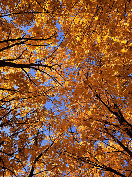 Falling Into Ritual: Welcoming a New Season With Intention 🍂