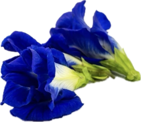 Blue and white butterfly pea flowers on a white background