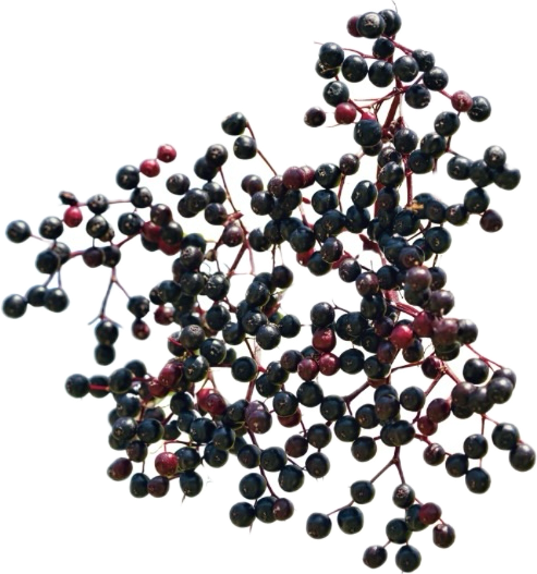 Cluster of dark berries on a white background