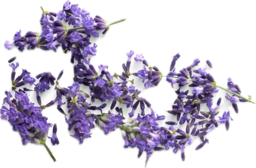 Purple lavender flowers on a white background