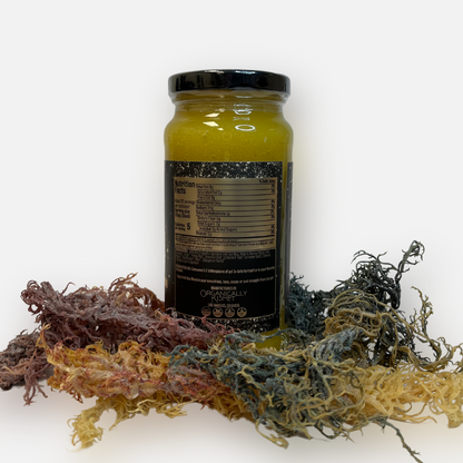 Jar of gold Full Spectrum Sea moss gel placed atop a bed of raw sea moss