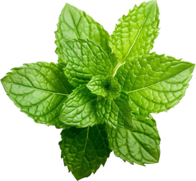 Fresh peppermint (spearmint) leaves – a key ingredient in Organically Kismet Peace Sea Moss Gel, known for its cooling effect, digestive support, soothing properties, and promoting relaxation during detox.